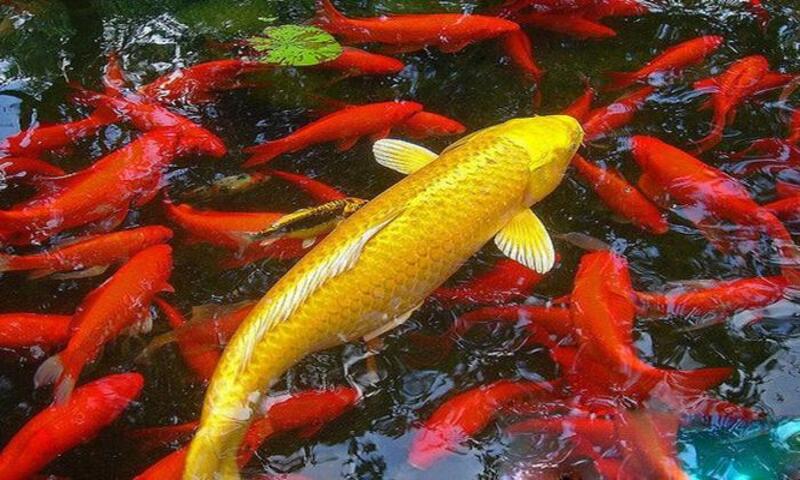 Mộng thấy đàn cá là điềm báo tốt