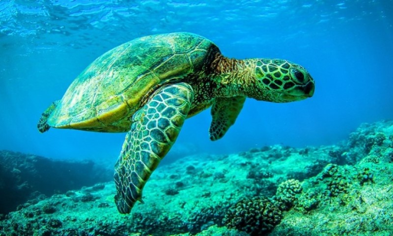 Giải mã ý nghĩa giấc mơ thấy rùa mà mọi người nên biết